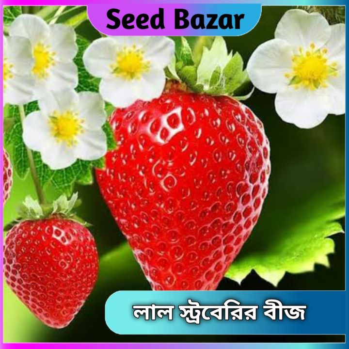 Hybrid%20Red%20Strawberry%20seeds%2020%20pice%20+%20gift%20-%20Image%202