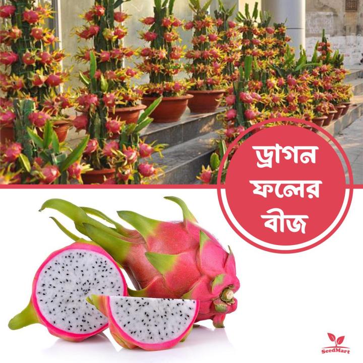 Hybrid dragon fruits seeds 10 pice + gift