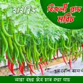 Bijli morich seed 50 pice + gift / long Chilli.