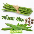 All season moringa (sojina) seeds 10 pice. The best herbal sajina vegetable seeds. 