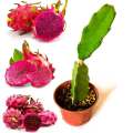 Dragon Fruits Hybrid Seeds 15 Pcs - CityBD Mart Fruit seeds - ড্রাগন ফলের বীজ. 