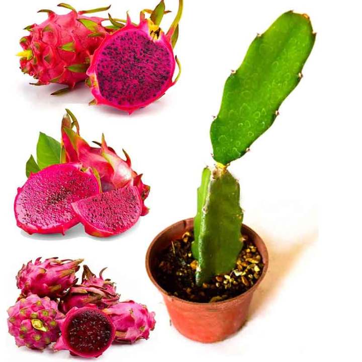 Dragon%20Fruits%20Hybrid%20Seeds%2015%20Pcs%20-%20CityBD%20Mart%20Fruit%20seeds%20-%20%E0%A6%A1%E0%A7%8D%E0%A6%B0%E0%A6%BE%E0%A6%97%E0%A6%A8%20%E0%A6%AB%E0%A6%B2%E0%A7%87%E0%A6%B0%20%E0%A6%AC%E0%A7%80%E0%A6%9C%20-%20Image%202
