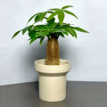 Dieffen bachia bonsai Home Money Tree plant Rare Indoor Bonsai Plantas Garden Pot bonsai Perennial Lucky Bonsais Plant-20Pcs seeds. 