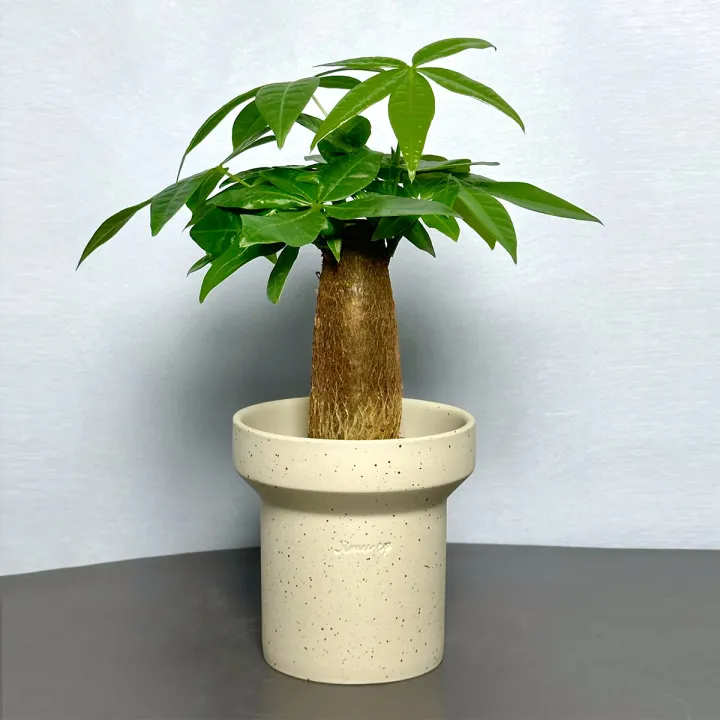 Dieffen%20bachia%20bonsai%20Home%20Money%20Tree%20plant%20Rare%20Indoor%20Bonsai%20Plantas%20Garden%20Pot%20bonsai%20Perennial%20Lucky%20Bonsais%20Plant-20Pcs%20seeds%20-%20Image%204
