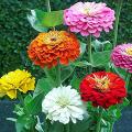 20 Pcs Zinnia Flower California Seeds (?????? ????? ???). 
