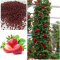 Red Strawberry Imported Global Seeds -30 pcs Seeds. 