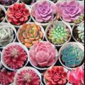 Colorful Lithops Seeds for Plants, Pseudotruncatella ( D-26 ) - 10 pcs.