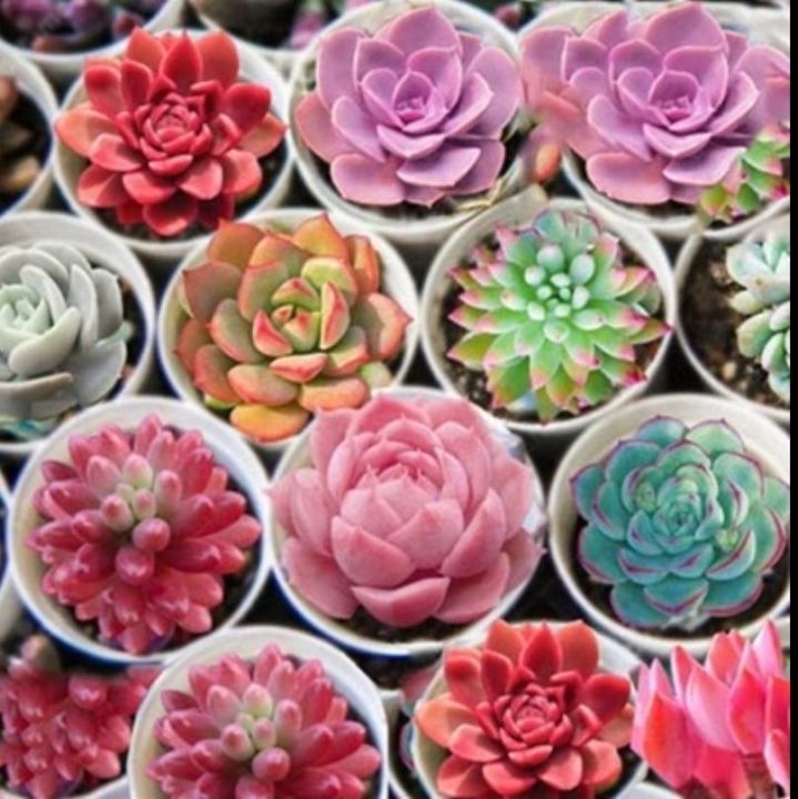 Colorful%20Lithops%20Seeds%20for%20Plants,%20Pseudotruncatella%20(%20D-26%20)%20-%2010%20pcs%20-%20Image%202
