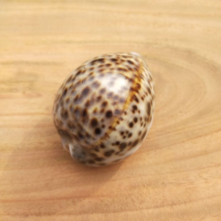 Artificial Shell for Jewelry Making Craft Decoration Big Size Half ...