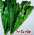 বিলাতি ধনিয়া পাতা বীজ 30 Pcs Bilati Dhoniya pata Seeds - CityBD Mart Seeds.