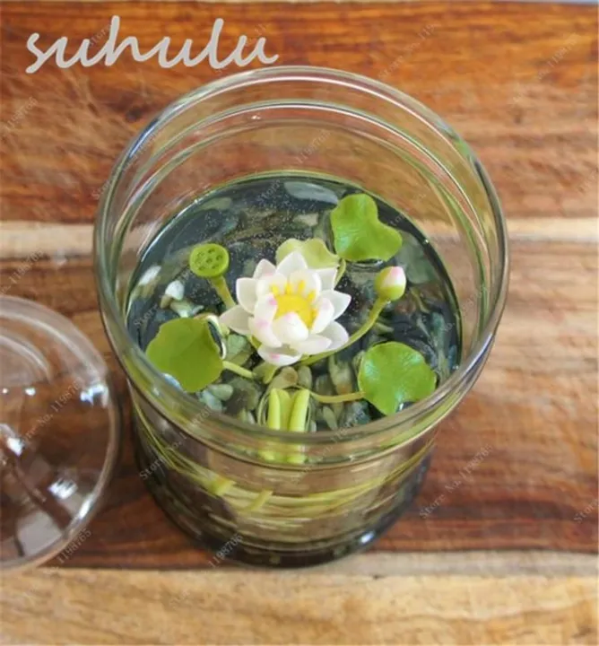 Lotus%20Flower,Mini%20Lotus%20Bonsai%20Aquatic%20Plants%20Bowl%20Lotus%20Water%20Lily%20Flores%20Perennial%20Plant%20For%20Home%20&%20Garden%20Decoration%20-%20Image%202