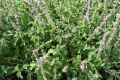 Basil Bonsai Garden Seeds Home And Garden Plant Seeds - 50 pcs.