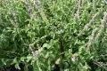 Basil Tree Bonsai Garden Seeds Home And Garden Plants- 50 pcs. 