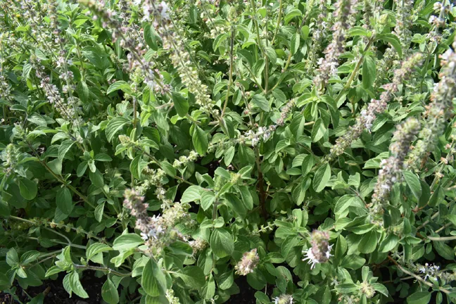 Basil%20Bonsai%20Garden%20Seeds%20Home%20And%20Garden%20Plant%20Seeds%20-%2050%20pcs%20-%20Image%202