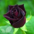 Global Red Night Black Roses Flower Seeds - 30+ Pcs Seeds. 