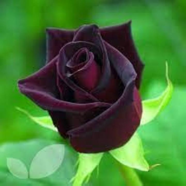 Global%20Red%20Night%20Black%20Roses%20Flower%20Seeds%20-%2030+%20Pcs%20Seeds%20-%20Image%204
