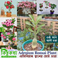 Adenium Flower Bonsai Small Plant - 01 pcs Mixed Color Flower 4 Month Age Plant. 