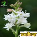 Rojonigondha Tuberose Flower Plant [2 Piece Bulb] MI's Plants. 