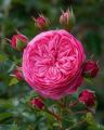 Natural Pink Juliet Roses Flower Seeds - 30 Pcs Seeds.