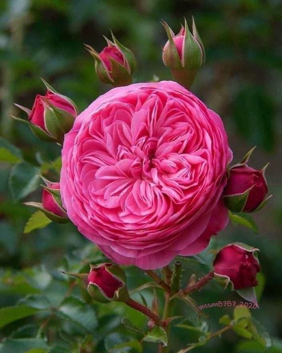 Natural Pink Juliet Roses Flower Seeds - 30 Pcs Seeds