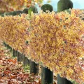 Wooden Fence Multipurpose Privacy Wooden Hedge Expandable Artificial Fence. 