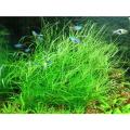 300+ Leoie Aquarium Plant Seeds Aquatic Water Grass for Fish Tank Foreground Plant Decor. 