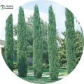 All Season Green Cypress Tree Seeds - 10 Pcs Seeds. 