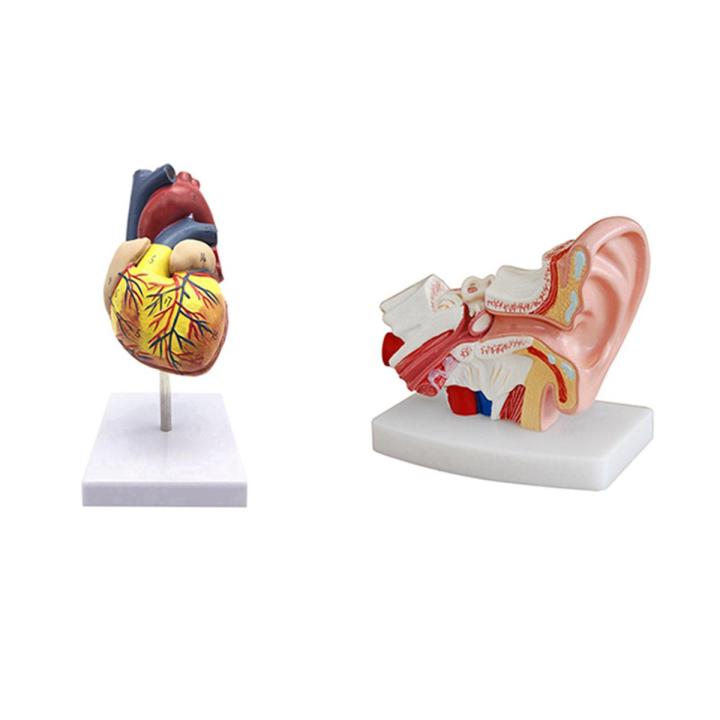 1: 1 Human Heart Model, Anatomically Accurate Heart Model &amp; 1.5 Times ...