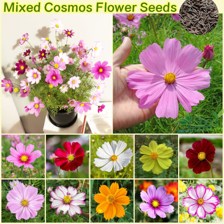 Mixed%20Cosmos%20Flowers%20Seeds%2020%20PIces%20(China%20Multicolor%20Flowers%20Seeds)%20-%20Image%202
