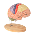 Human Brain Model for Neuroscience, Brain Anatomy Model Brain Model Brain Functional Partitioning +Study Guide. 
