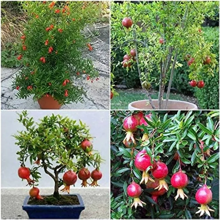 Organci%20Giant%20Red%20Bonsai%20Vedana%20Seeds%20-%2020%20Pcs%20Seeds%20-%20Image%205