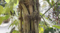 The famous Chuijhal of Khulna. 