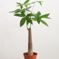 Dieffen bachia bonsai Home Money Tree plant Rare Indoor Bonsai Plantas Garden Pot bonsai Perennial Lucky Bonsais Plant-20Pcs seeds. 