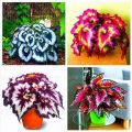 Japanese Coleus Bonsai Tree Seeds -15 pcs seeds. 