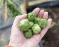 ছোট জাতের বাঁধাকপি / Brussel Sprouts RePack 10pcs. 