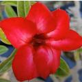 Adenium Bonsai Seeds 2 Pis (Swazicum) Rare Variety. 