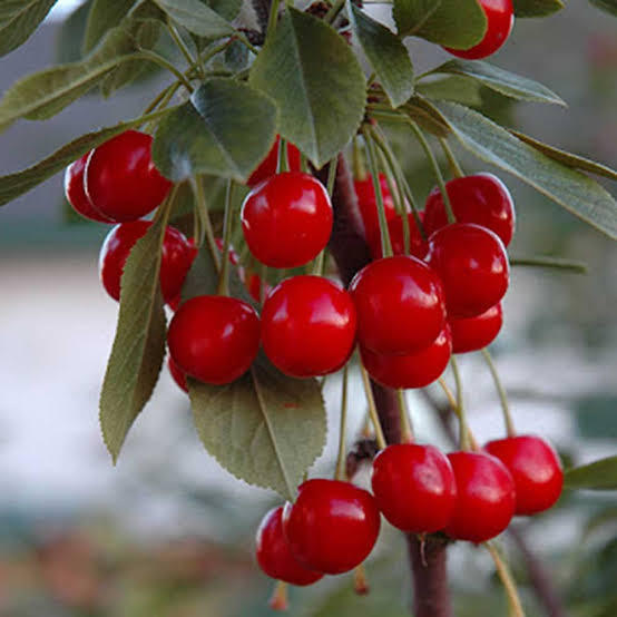 Australian%20Cherry%20Bonsai%20Seeds%20-%205%20Piece%20Seeds%20-%20Image%206