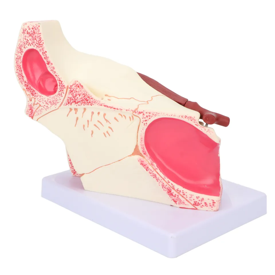 Human Eye Anatomy Model - Detachable 3X Magnified Eyeball Model For Medical Teaching