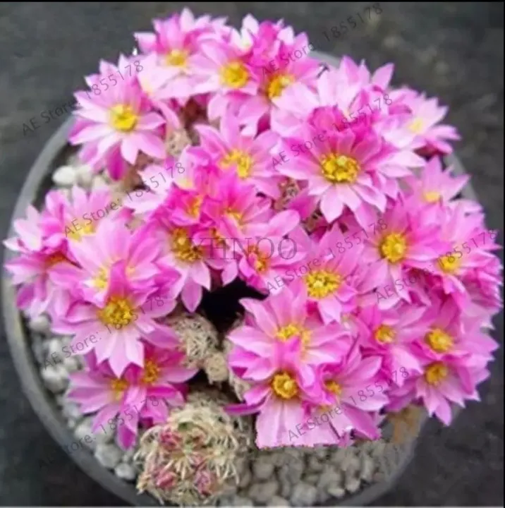 Colorful%20Lithops%20Seeds%20for%20Plants,%20Pseudotruncatella%20(D-13)%20-%2010%20pcs%20-%20Image%202