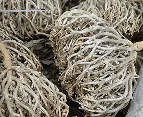 Flower%20of%20Maryam%20Maryam%20Flower%20Big%20Size%20-%20Image%202