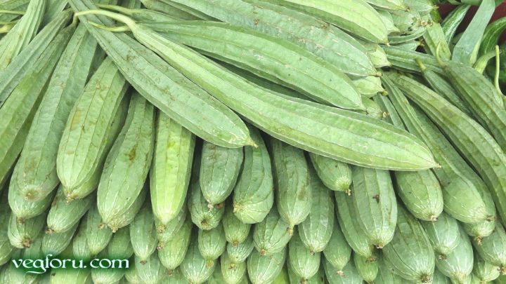 2%20Pack%20HYBRID%20Ridge%20Gourd%20Green%20Jhinga%20vegetable%20seeds%20%20(Intact%202%20Paket)%20-%20Image%202