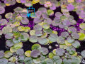 Amazon Frogbit Aquarium Plants Limnobium laevigatum - Floating Plants - Floating Aquarium Plant - Aquarium live plant (3 Piece Plants). 