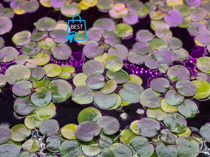 Amazon%20Frogbit%20Aquarium%20Plants%20Limnobium%20laevigatum%20-%20Floating%20Plants%20-%20Floating%20Aquarium%20Plant%20-%20Aquarium%20live%20plant%20(3%20Piece%20Plants)%20-%20Image%208