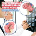 New 4D Human Brain Model Kids Scientific Medical Teaching Anatomical Model Lab Display Model DIY Assembling Model. 