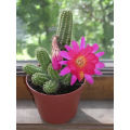 20 Pcs Rare Cactus Plants Bonsai Seeds.