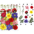 【Wweirdoo】Lots Real Dried Pressed Flowers Dried Flowers Leaves Mixed Multiple Dry Flower for DIY Candle Jewelry Nail Pendant Crafts Art. 