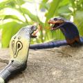 SF Lifelike Realistic Remote Control King Naja Cobra Long Range Chargeable Snake Toy #261671. 