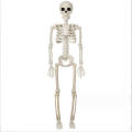 165cm Halloween Skeleton Skeleton Decoration Lightweight Realistic Poseable Simulated Skeleton Skeleton Full Size Halloween. 