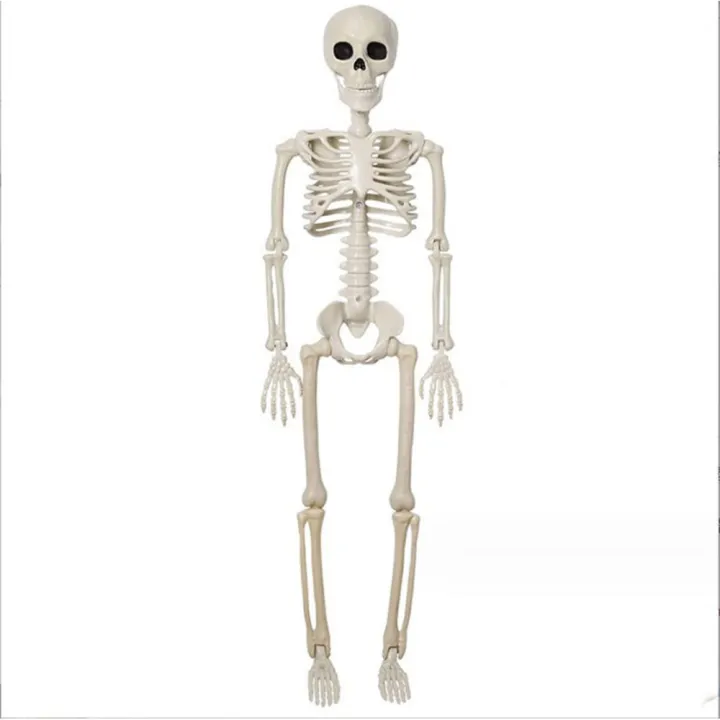 165cm%20Halloween%20Skeleton%20Skeleton%20Decoration%20Lightweight%20Realistic%20Poseable%20Simulated%20Skeleton%20Skeleton%20Full%20Size%20Halloween%20-%20Image%202