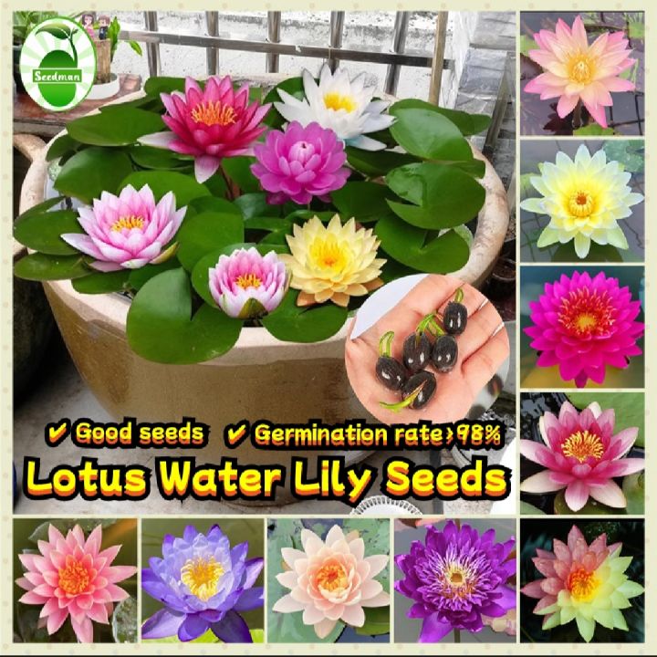 Global Bowl Water Lily (Lotus) Multicolor Seeds- 5 Pcs Seeds